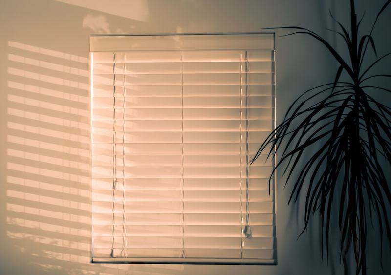 Low sun through window blinds beside a plant